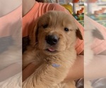Small Photo #1 Golden Retriever Puppy For Sale in MADERA, CA, USA