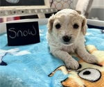 Small Photo #10 YorkiePoo Puppy For Sale in MONTGOMERY VILLAGE, MD, USA