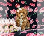 Small Photo #2 Poodle (Miniature) Puppy For Sale in NOTTINGHAM, PA, USA