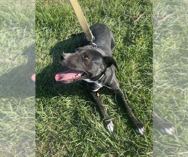 Medium Photo #8 Borador Puppy For Sale in Bolivar, MO, USA