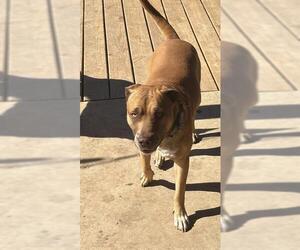 American Staffordshire Terrier-Unknown Mix Dogs for adoption in San Antonio, TX, USA