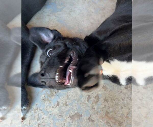 Medium Photo #20 Labrador Retriever-Unknown Mix Puppy For Sale in OKLAHOMA CITY, OK, USA
