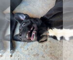 Small #19 Labrador Retriever Mix