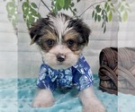 Small Photo #29 Shorkie Tzu Puppy For Sale in SELLERSBURG, IN, USA