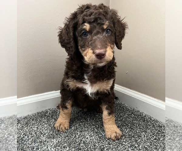 Medium Photo #1 Bernedoodle Puppy For Sale in REYNOLDSBURG, OH, USA