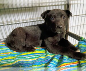 Labrador Retriever-Unknown Mix Dogs for adoption in Royal Palm Beach, FL, USA