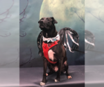 Small Mutt
