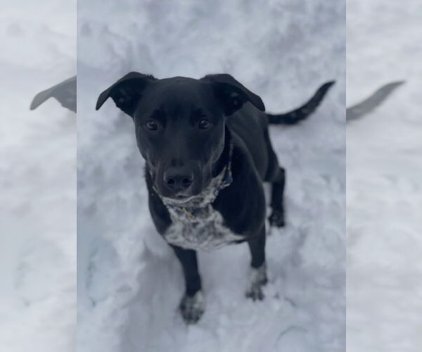 Medium Photo #2 Lab-Pointer Puppy For Sale in Minneapolis, MN, USA