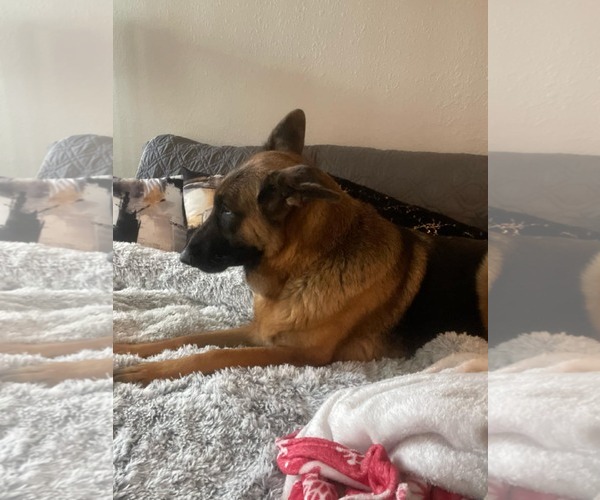 Medium Photo #8 German Shepherd Dog Puppy For Sale in Fort Lauderdale, FL, USA