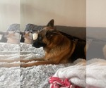 Small #7 German Shepherd Dog