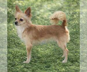 Chihuahua Dogs for adoption in Sanford, FL, USA