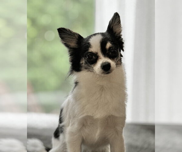 Medium Photo #1 Chiranian Puppy For Sale in Grafton, WI, USA