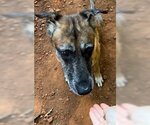 Small Photo #3 German Shepherd Dog-Unknown Mix Puppy For Sale in Atlanta, GA, USA