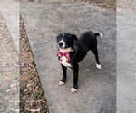 Small #1 Borador