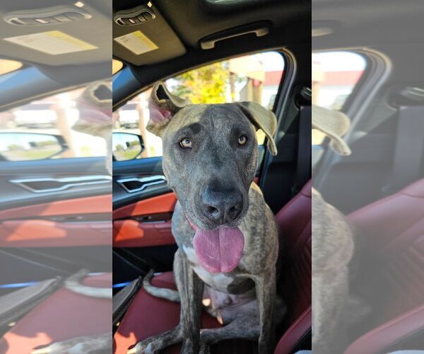 Medium Photo #4 Great Dane-Unknown Mix Puppy For Sale in Fort Collins, CO, USA