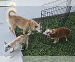 Small #10 Chihuahua Mix