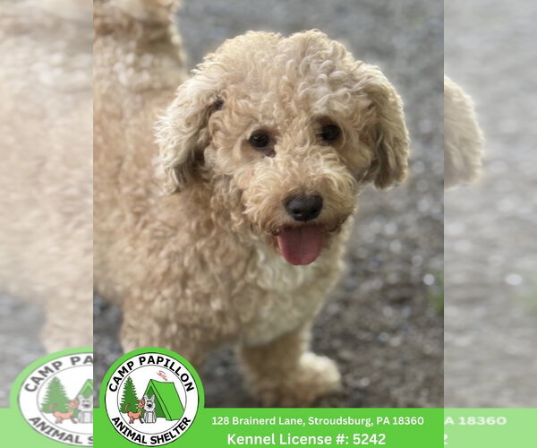 Medium Photo #1 Poochon Puppy For Sale in Stroudsburg, PA, USA