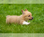 Small Photo #8 Pembroke Welsh Corgi Puppy For Sale in HAMPTON, VA, USA