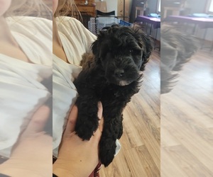 Poodle (Miniature)-Whoodle Mix Puppy for sale in ASHBY, MN, USA