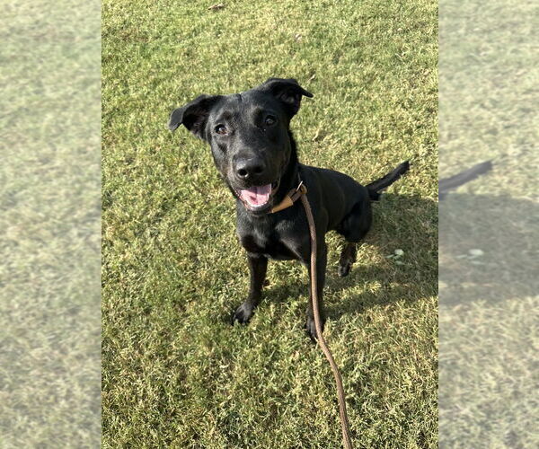 Medium Photo #2 Labrador Retriever-Unknown Mix Puppy For Sale in Evansville, IN, USA