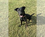Small #1 Labrador Retriever Mix