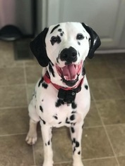 Father of the Dalmatian puppies born on 07/08/2018