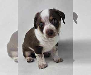 Australian Shepherd-Unknown Mix Dogs for adoption in New York, NY, USA