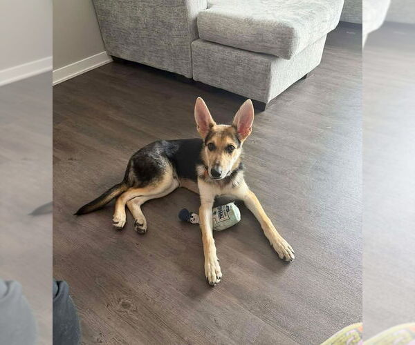 Medium Photo #4 German Shepherd Dog Puppy For Sale in Gretna, NE, USA