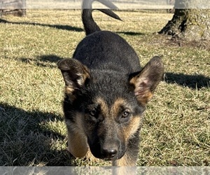 German Shepherd Dog Litter for sale in BRIGHTON, MO, USA