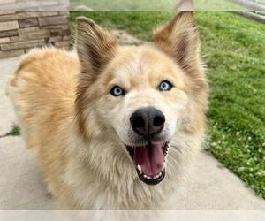 Siberian Husky Dogs for adoption in Pueblo, CO, USA