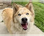 Small Siberian Husky