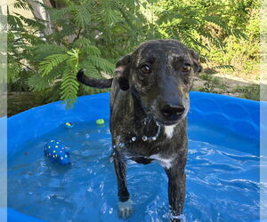 Labrador Retriever-Unknown Mix Dogs for adoption in Jackson, MS, USA