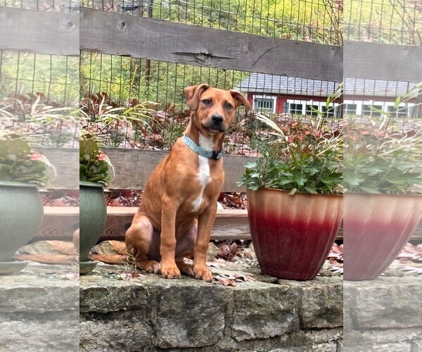 Medium Photo #12 Mutt Puppy For Sale in Germantown, OH, USA