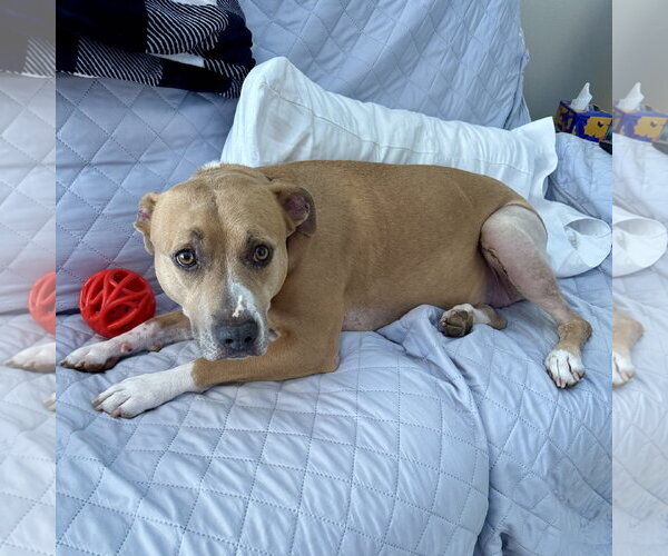 Medium Photo #7 Mutt Puppy For Sale in Fargo, ND, USA