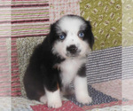 Small #8 Miniature Australian Shepherd