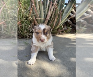 Australian Shepherd Puppy for sale in SYLMAR, CA, USA