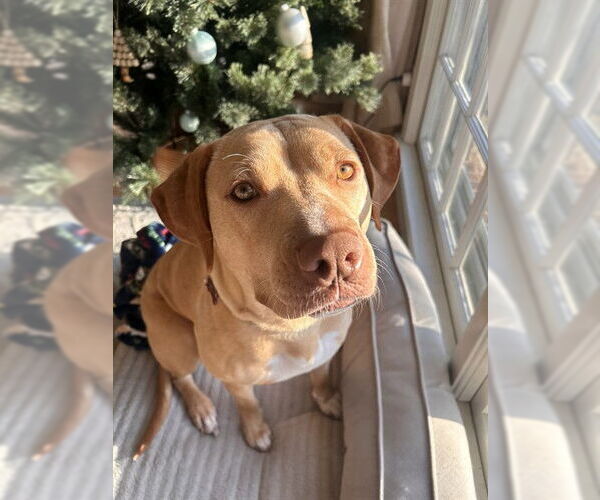 Medium Photo #3 Labrador Retriever-Unknown Mix Puppy For Sale in Louisville, KY, USA