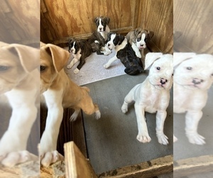 Boxer Puppy for sale in SOUTH GATE, CA, USA