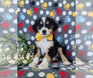 Miniature Bernedoodle Puppy for sale in OXFORD, PA, USA