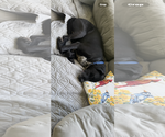 Small #3 Labrador Retriever Mix