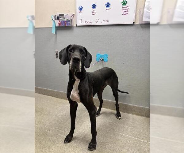 Medium Photo #1 Great Dane-Unknown Mix Puppy For Sale in Las Vegas, NV, USA