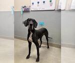 Small Great Dane Mix