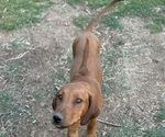 Small #13 Labrador Retriever-Rhodesian Ridgeback Mix