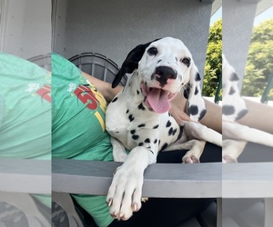 Dalmatian Puppy for Sale in PORT SAINT LUCIE, Florida USA