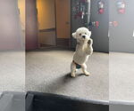Small #2 Poochon
