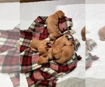 Small Photo #2 Vizsla Puppy For Sale in SANTA CLARITA, CA, USA