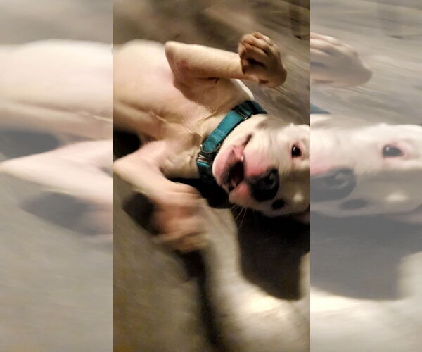 Medium Photo #8 American Bulldog-Unknown Mix Puppy For Sale in Strongsville, OH, USA