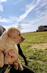 Labrador Retriever Puppy for sale in EARLEVILLE, MD, USA