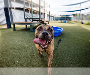 SMOKEY - Male Mutt Dog for Adoption - Photo #5