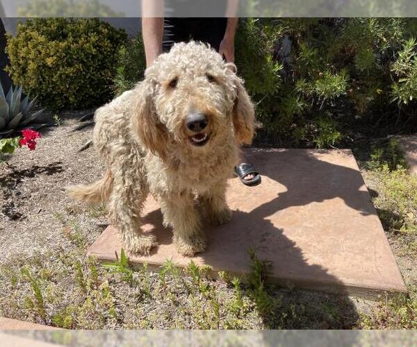 Medium Photo #1 Poodle (Standard) Puppy For Sale in Riverside, CA, USA